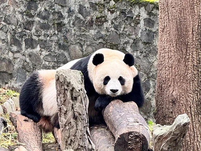 A giant panda resting its head on a log in Panda Valley