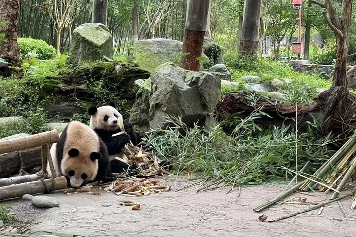 Deux pandas géants mangeant du bambou dans l'enceinte de Panda Valley