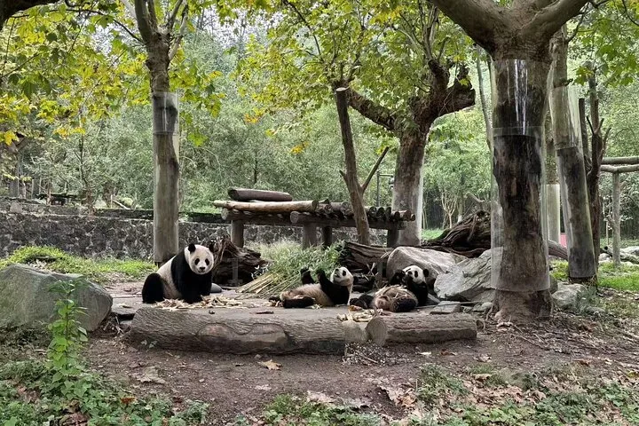 Tre panda giganti che riposano e mangiano bambù a Panda Valley