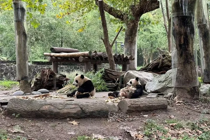 Due panda giganti seduti che mangiano bambù a Panda Valley