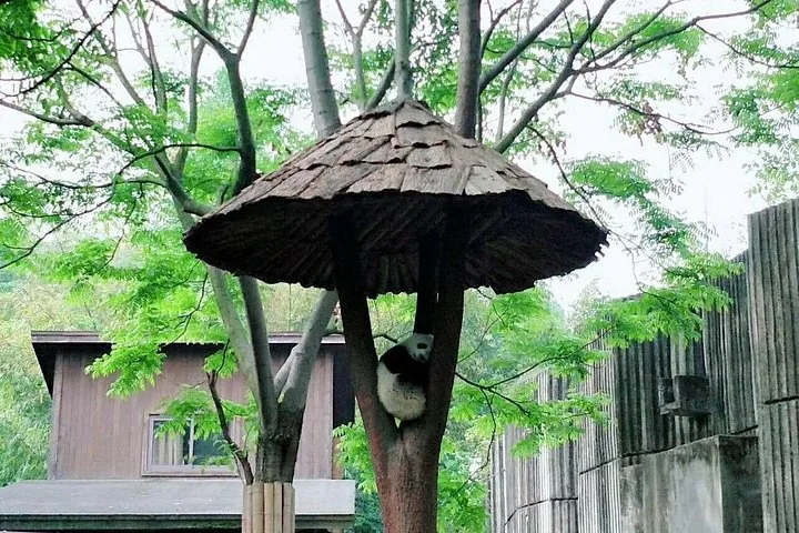 Un panda géant se reposant sous une structure en bois en forme de parasol à Panda Valley