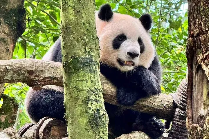 Un panda géant grimpant à un arbre à Panda Valley