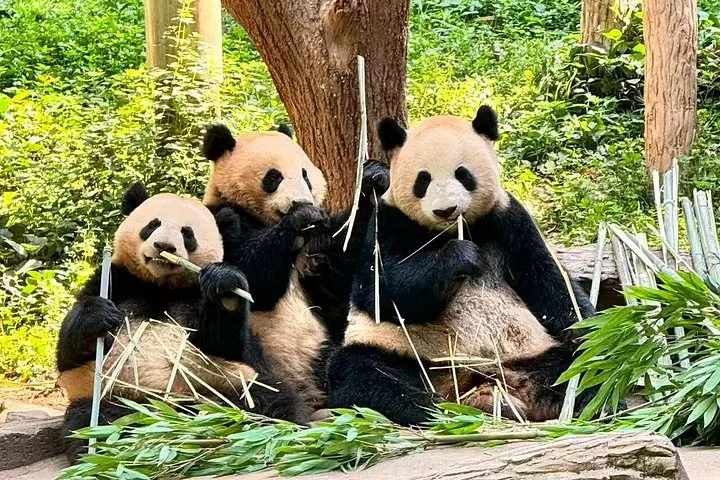 Drei Große Pandas, die in Panda Valley gemeinsam Bambus fressen