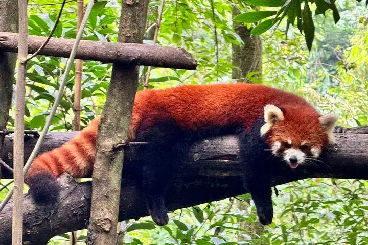 Ein Roter Panda, der auf einem Baumstamm in Panda Valley ruht